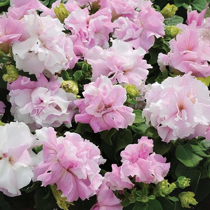 300+ Double Petunia Seeds for Planting Non-GMO Heirloom Dwarf Wave Petunia Flower Seeds for Planting Home Garden