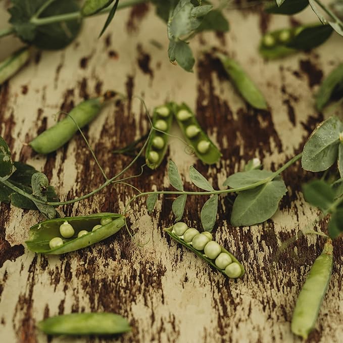 Glory of Devon Climbing Pea - 50 Seeds - Heirloom English Pea, Non-GMO, Heirloom Shelling Pea Seeds for Planting in The Home Garden, Thresh Seed Company