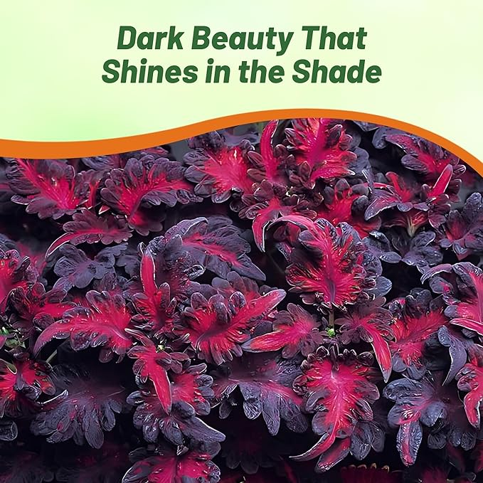 Outsidepride Black Dragon Coleus Seeds - 200 Pcs Annual, Compact, Vibrant & Serrated Foliage, Easy to Gow & Deer-Resistant, Ideal for Shaded Areas, Containers, Borders, Indoor & Outdoor Gardens