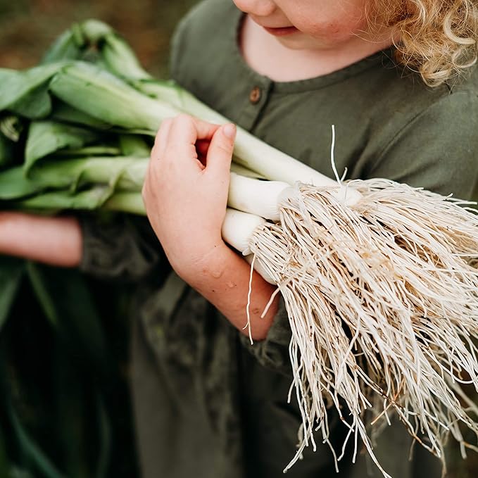 American Flag Leek - 100 Seeds - Heirloom Leek Variety, Non-GMO Vegetable Seeds for Planting Outdoors in The Home Garden, Thresh Seed Company