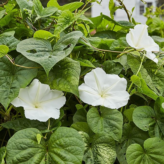 20+USA Premium Seeds Moonflower Vine Flower for Planting Outdoor Fragrant Heirloom Vine