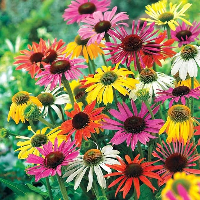 1000 Coneflower Seeds for Planting - Echinacea Seeds Perennial Bloom Flowers Rare Echinacea Flower Non-GMO Perennial Coneflower Garden Outdoor