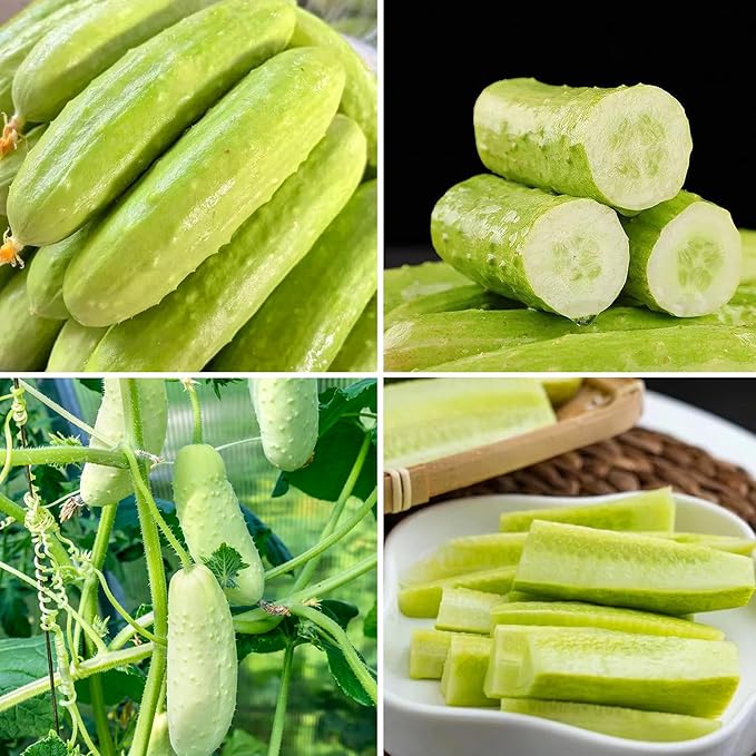 Mixrug White Jade Cucumber Seeds for Planting, 30pcs Sweet Wonder Cucumber Vegetable Seeds Plants, Non-GMO Heirloom Home Fresh Food Vegetables Plants Garden for Outdoors Indoors