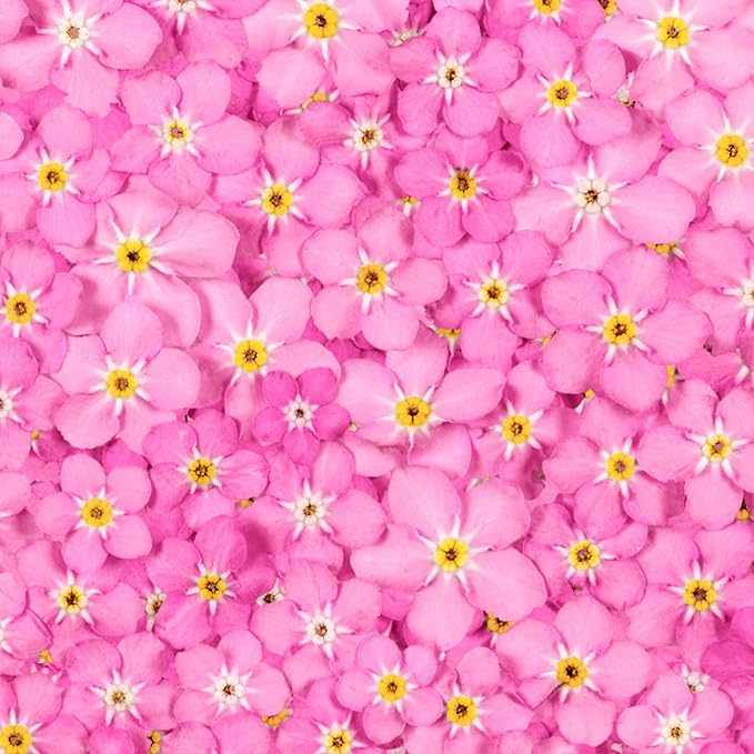 Seed Needs Pink Forget Me Not Seeds for Planting Myosotis Flowers - Heirloom & Open Pollinated Wildflowers to Plant an Outdoor Butterfly Garden to Attract Pollinators (2 Packs)
