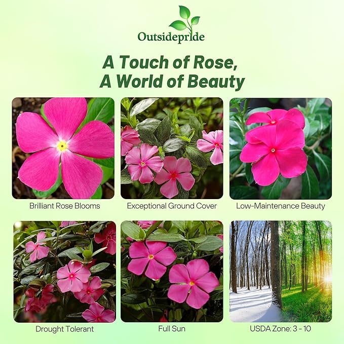 Outsidepride Rose Periwinkle Seeds for Planting – 2000 Pcs Annual, Fast-Blooming, Heat & Drought Tolerant Vinca Flower Seeds with Vibrant Colors Ideal for Gardens, Beds, Borders & Containers