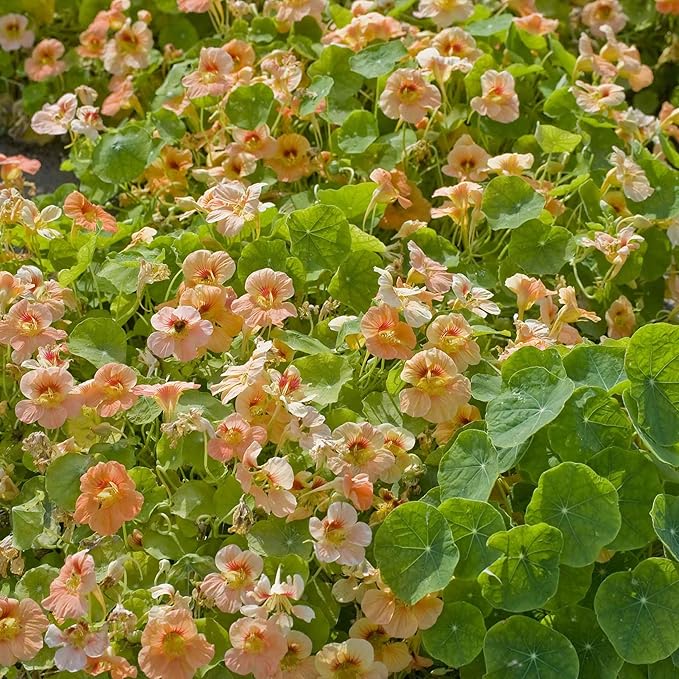 Eden Brothers Nasturtium Seeds - Tip Top Apricot