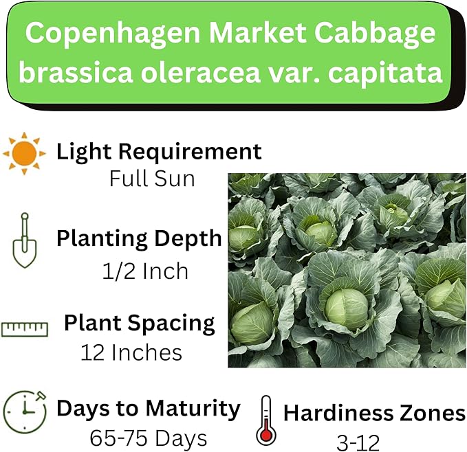 Copenhagen Cabbage Seeds for Planting – Plant & Grow Heirloom Copenhagen Cabbage in Home Outdoor Vegetable Garden, Brassica oleracea VAR. capitata – 5 Packets
