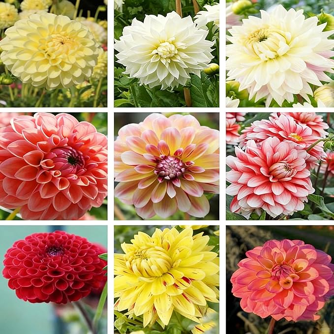 Mixrug Mix Dahlia Seeds for Planting, 400pcs Rare Perennial Garden Dahlia Flower Seeds Non-GMO Heirloom Flower Plants, Beauty Home Garden for Outdoors