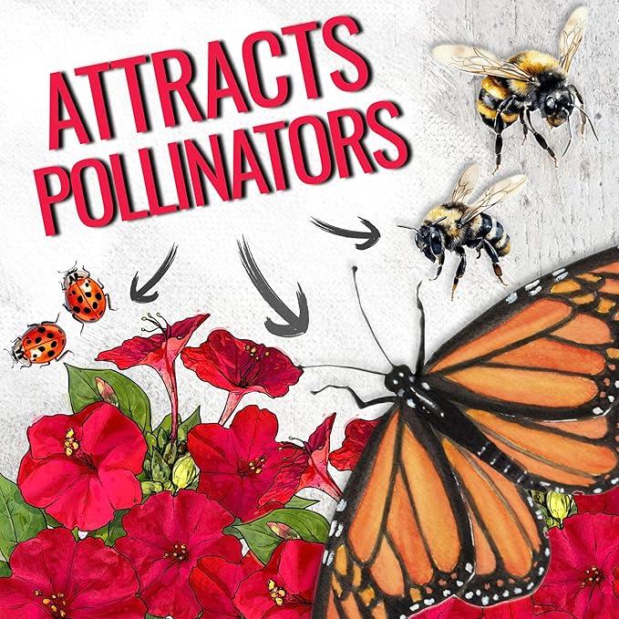 Seed Needs, Red Four O Clock Seeds - 60 Heirloom Seeds for Planting Mirabilis Jalapa - Colorful Flowers to Attract Butterflies Pollinators and Hummingbirds to The Garden (1 Pack)