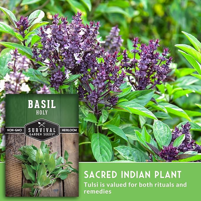 Survival Garden Seeds - Holy Basil Seed for Planting - 5 Packets with Instructions to Plant and Grow The Indian Sacred Herb Tulsi in Your Home Vegetable Garden - Non-GMO Heirloom Variety - Plant Seed