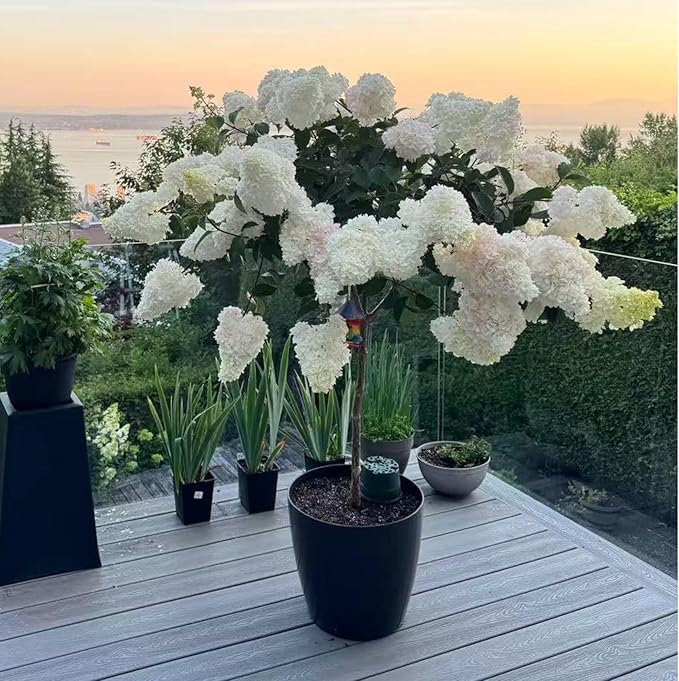 50 Pink and White Hydrangea Seeds – Cone Bloom Variety for Garden Borders and Landscape Beauty