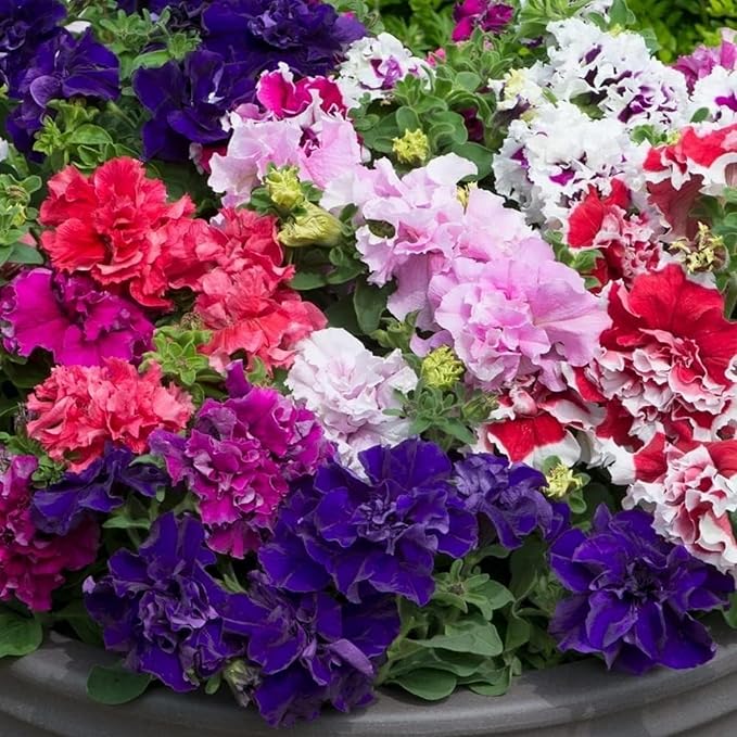 300+ Double Petunia Seeds for Planting Dwarf Wave Petunia Flower Non-GMO Heirloom Seeds for Home Garden