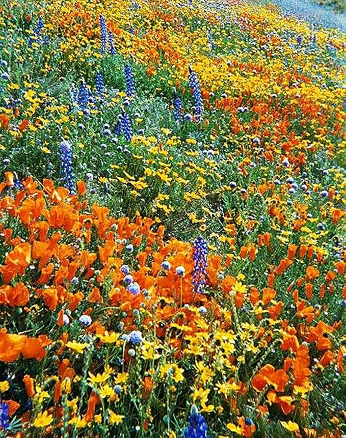 California Native Mixed Wildflowers - Wine Country -13 Varieties of California Natives