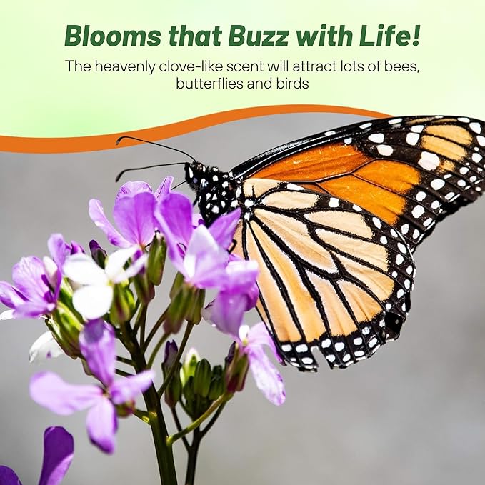 Outsidepride Dame's Rocket Flower Seeds - 5000 Pcs Perennial, Easy to Grow, Deer Resistant & Self-Seeding Wildflower Seeds for Planting Vibrant and Fragrant Blooms in Pollinator & Butterfly Gardens