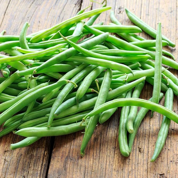 Organic Bush Blue Lake 274 Bean - 1 LB ~1,200 Seeds - Organic, Non-GMO, Open Pollinated, Heirloom, Vegetable Gardening Seeds