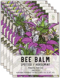 Seed Needs, Spotted Bee Balm Seeds - 300 Heirloom Seeds for Planting Monarda punctata - Medicinal Horsemint Herb, Open Pollinated, Attracts Pollinators (2 Packs)