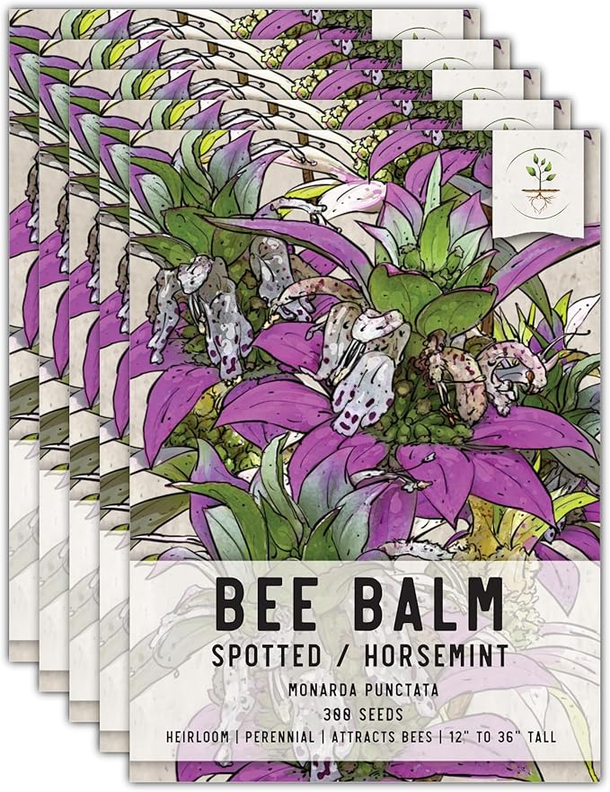 Seed Needs, Spotted Bee Balm Seeds - 300 Heirloom Seeds for Planting Monarda punctata - Medicinal Horsemint Herb, Open Pollinated, Attracts Pollinators (2 Packs)