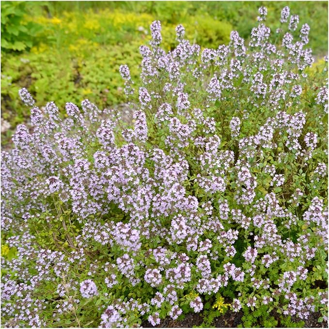 Seed Needs Wild Creeping Thyme Seeds for Planting - Heirloom & Open Pollinated - Attractive Flowering Groundcover for Rock Gardens & Butterfly Gardens (2 Packs)