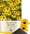 Black Eyed Susan Seeds – 100,000+ Seeds – 1 oz Bulk Extra Large Resealable Packet – Premium Non-GMO Rudbeckia hirta Wildflower Seeds with Bright Yellow Blooms
