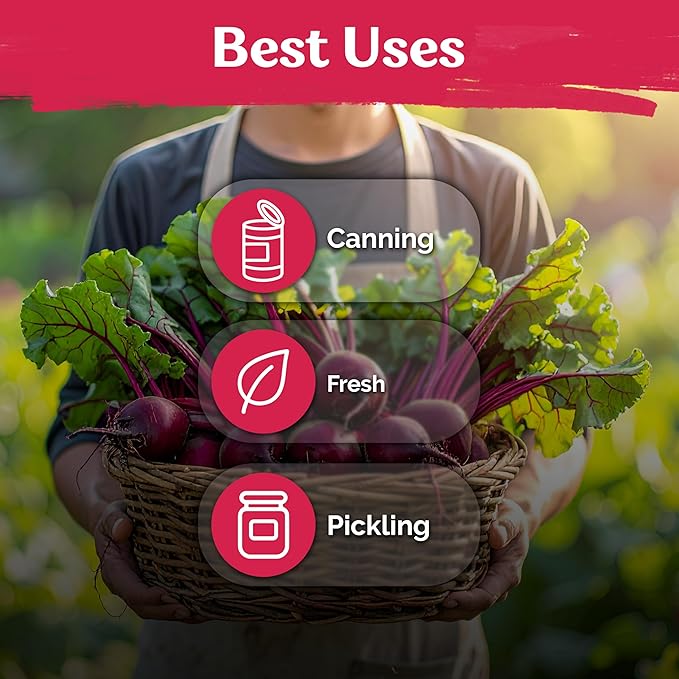 KVITER 600 Detroit Dark Red Beet Seeds (Beta vulgaris) - Known As Beet Root, Tender & Sweet 2-3" Red Beets - Non Gmo & Heirloom Vegetable Seeds For Planting Outdoors in Garden, Raised Beds, Containers
