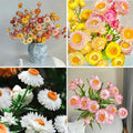Mixed Strawflower Seeds for Planting, 1000pcs Strawflower Wildflower Seeds Non-GMO Heirloom Perennial Rare Cut Flower Plants, Open Pollinated Beauty Home Garden for Outdoors