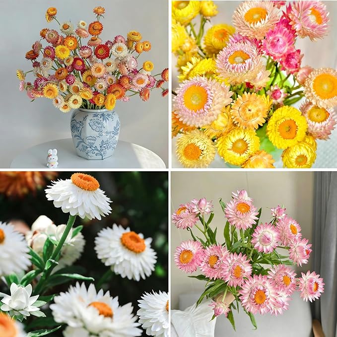 Mixed Strawflower Seeds for Planting, 1000pcs Strawflower Wildflower Seeds Non-GMO Heirloom Perennial Rare Cut Flower Plants, Open Pollinated Beauty Home Garden for Outdoors