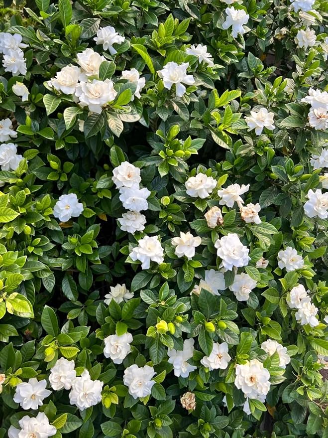 Gardenia Flower Seeds Gift Pack – 199pcs Aromatic & Evergreen Seeds – Blooming White Flowers – Ideal Gardening Gift for Moms & Nature Lovers