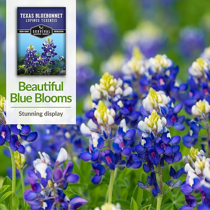 Texas Bluebonnet Seeds for Planting - 2 Packets with Instructions to Plant & Grow Lupinus Texenisis in Your Home Wildflower Garden - Non-GMO Heirloom Variety- Survival Garden Seeds - Drought Resistant