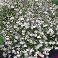 Regatta Series Lobelia Lilac Splash (White w/Lilac ~25 Seeds – Multi-Seed Pellets – Trailing Lobelia erinus – Annual for Hanging Baskets, Containers – 9 Vibrant Colors – Non-GMO – 77–84 Days to Bloom
