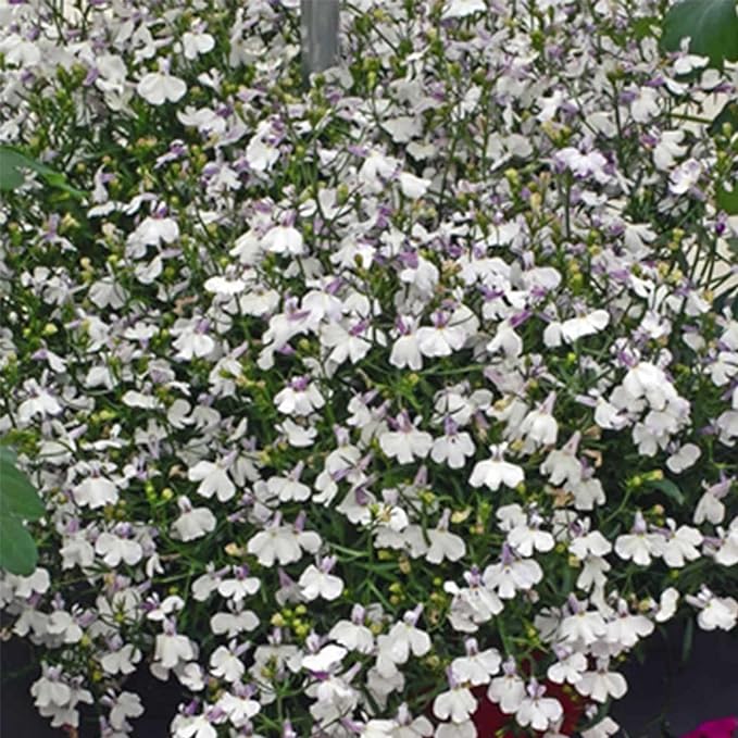Regatta Series Lobelia Lilac Splash (White w/Lilac ~25 Seeds – Multi-Seed Pellets – Trailing Lobelia erinus – Annual for Hanging Baskets, Containers – 9 Vibrant Colors – Non-GMO – 77–84 Days to Bloom
