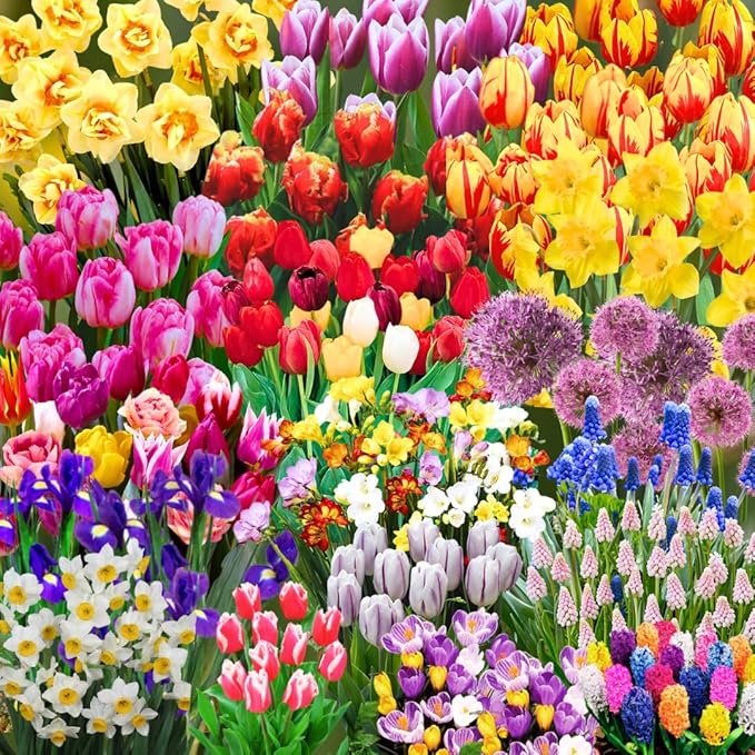 30 Mix Flower Spring Bulb Pack - Assorted Daffodils, Hyacinths and More, Easy to Plant, Colorful Hardy Perennial Vibrant Spring Blooms, Mix Flower Bulbs, Assorted Bulbs for Gardens, Borders
