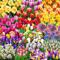 30 Mix Flower Spring Bulb Pack - Assorted Daffodils, Hyacinths and More, Easy to Plant, Colorful Hardy Perennial Vibrant Spring Blooms, Mix Flower Bulbs, Assorted Bulbs for Gardens, Borders