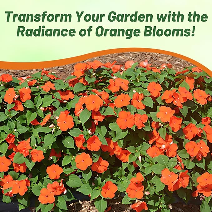 Outsidepride Beacon Orange Impatiens Flower Seeds - 25 Pcs Annual, Compact & Pollinator Friendly, Impatiens Seeds for Planting w/Vibrant, Abundant Blooms for Shade Gardens & Container Displays