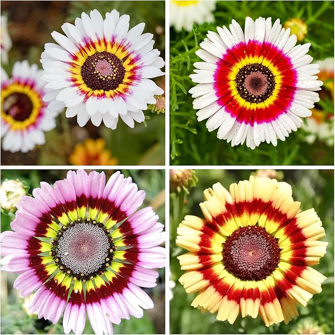 1000+ Perennial Painted Daisy Rainbow Mix Flower Seeds for Planting Outdoors-Chrysanthemum Carinatum Flower Garden Seeds Fragrant Butterfly