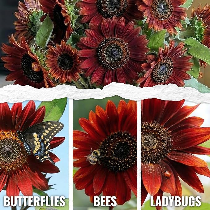 Seed Needs Sunflower Seeds for Planting Red Sun Sunflowers - Heirloom & Open Pollinated Annual Flowering Plants to Grow a Butterfly Garden to Attract Pollinators (1 Pack)