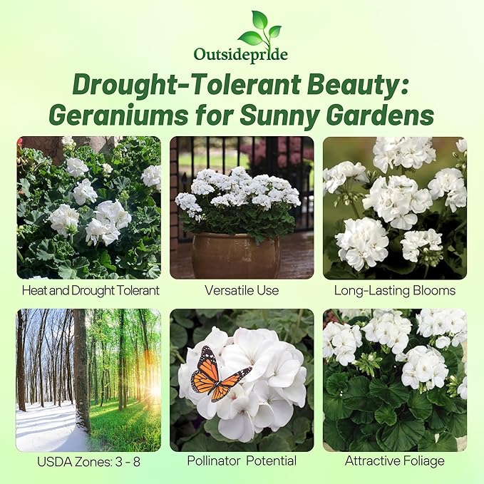 Outsidepride White Geranium Seeds for Planting - 25 Pcs Annual, Heat & Drought Tolerant Flower Seeds with Green Foliage & White Blooms for Pots, Borders & Lush Summer Garden Displays