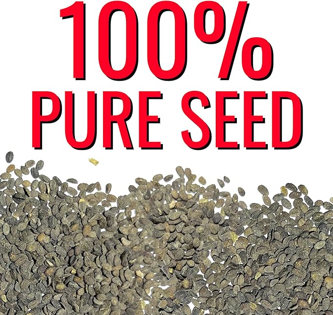 Seed Needs Phlox Seeds for Planting Red Drummond Phlox - Heirloom & Open Pollinated Annual Flowers to Attract Butterflies & Bees to a Butterfly Garden (5 Packs)