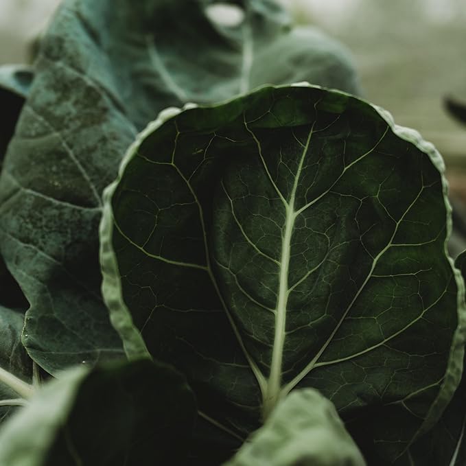 Portuguese Kale (Tronchuda Kale) - 100 Seeds - Heirloom Kale Variety, Exceptionally Tender Leaves, Non-GMO, Heirloom Kale Seeds for Planting in The Home Garden, Thresh Seed Company