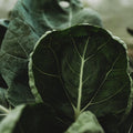 Portuguese Kale (Tronchuda Kale) - 100 Seeds - Heirloom Kale Variety, Exceptionally Tender Leaves, Non-GMO, Heirloom Kale Seeds for Planting in The Home Garden, Thresh Seed Company