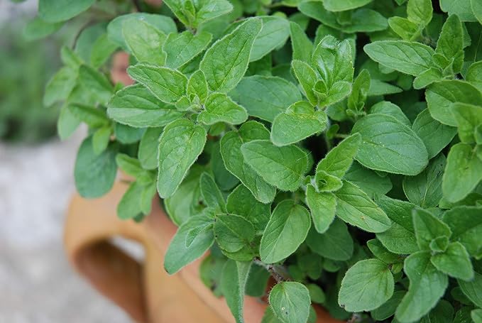 Oregano Seeds 50 Count, Cool Beans N SPROUST Brand. Home Gardening.