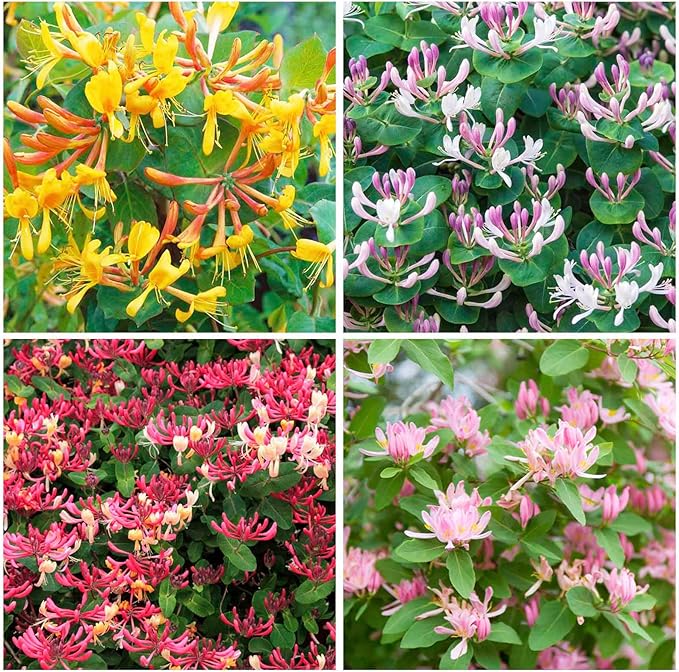 200+ Honeysuckle Seeds for Planting, Honeysuckle Vine Seeds, Aromatic Honeysuckle Plant Seeds That Attract Bees and Butterflies