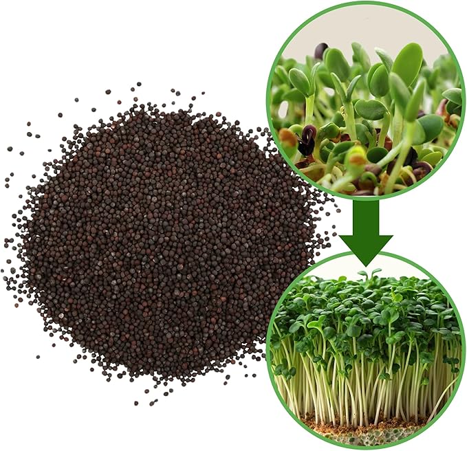 The Sprout House Broccoli Sprouting and Microgreen Seeds - Premium Organic Broccoli Sprouts, Non-GMO, High-Germination, Easy to Grow, Resealable Bag, Sulforaphane Rich Superfood,16oz
