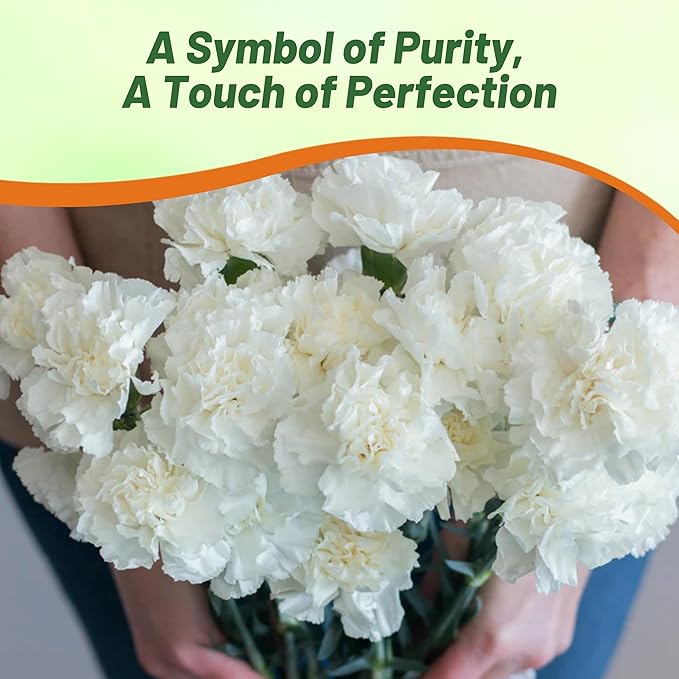 Outsidepride White Carnation Seeds - 1000 Pcs Biennial, Easy to Grow Flower Seeds for Planting with Fragrant Blooms, Ideal for Pollinators, Cutting Gardens, Bouquets, & Floral Arrangements