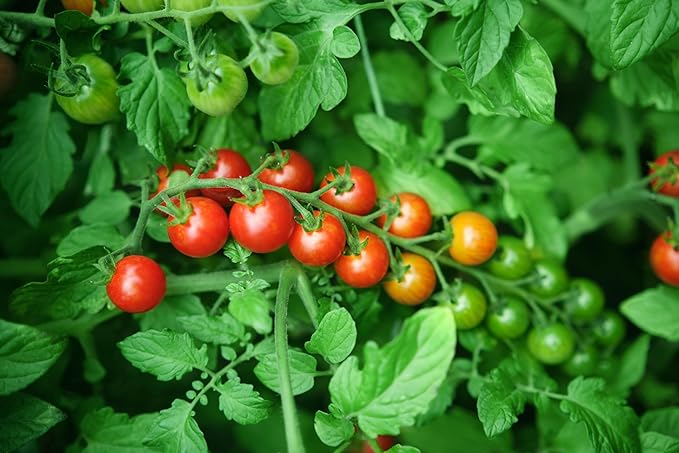 TKE Farms & Gardens - Large Red Cherry Tomato Seeds, 100+ Non-GMO Heirloom Tomato Seeds for Planting, Grow Sweet, Juicy Tomatoes at Home, Detailed Instructions Included, Solanum lycopersicum, Qty 1