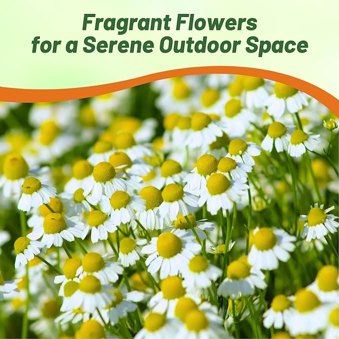 Outsidepride German Chamomile Seeds - 5000 Pcs Annual, Drought Tolerant, Self-Seeding & Versatile, Herb Seeds for Planting Sweet Scented Daisy-Like Blooms, Ideal for Slopes & Pollinator Gardens