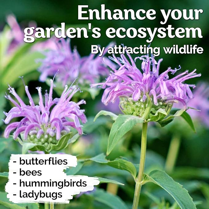 KVITER 2,000 Wild Bergamot Seeds for Planting (Monarda fistulosa), 2 Pack – Bee Balm Native Wildflower, Pollinator Magnet, Organic & Non GMO – Flower Seeds to Plant Outside in Flower/Herb Garden