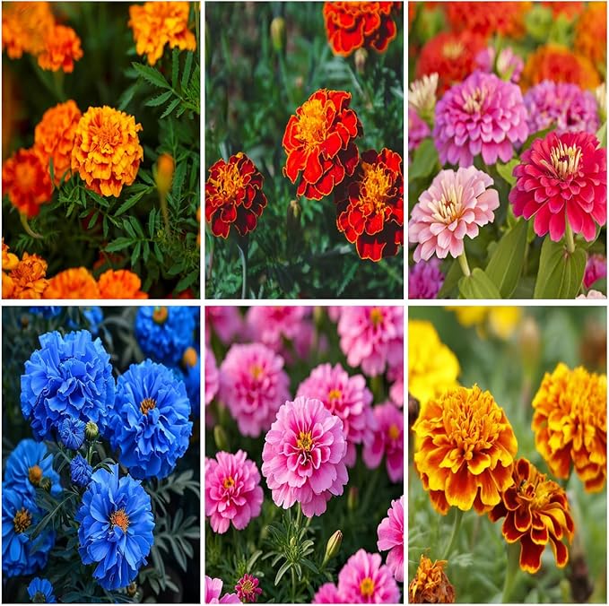 300+ Marigold Seeds for Planting Outdoors-French Marigolds Seeds-Non-GMO Heirloom Flowers Seed to Plant Perennial Flower Seed for Garden Outdoor