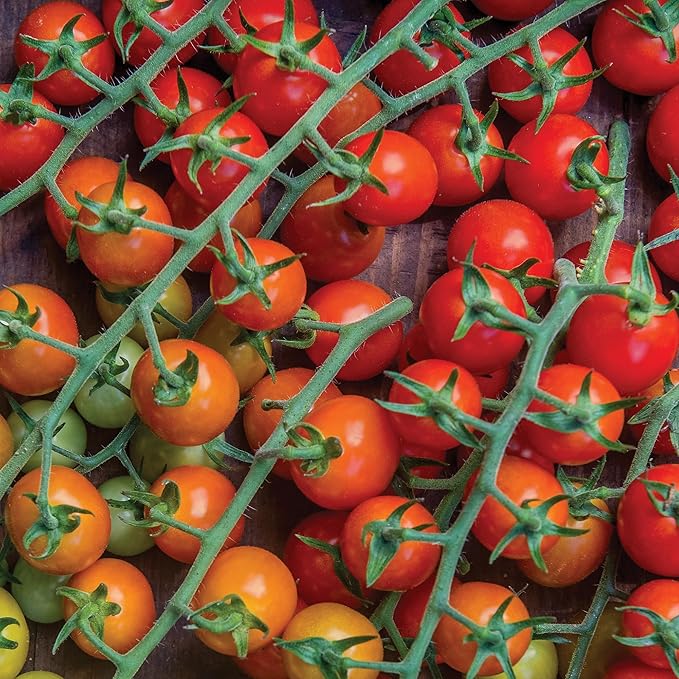 Burpee 'Cherry Baby Hybrid' Tomato Seeds for Planting- Non-GMO, Indeterminate, Cherry Tomatoes, 23mg Seed Packet