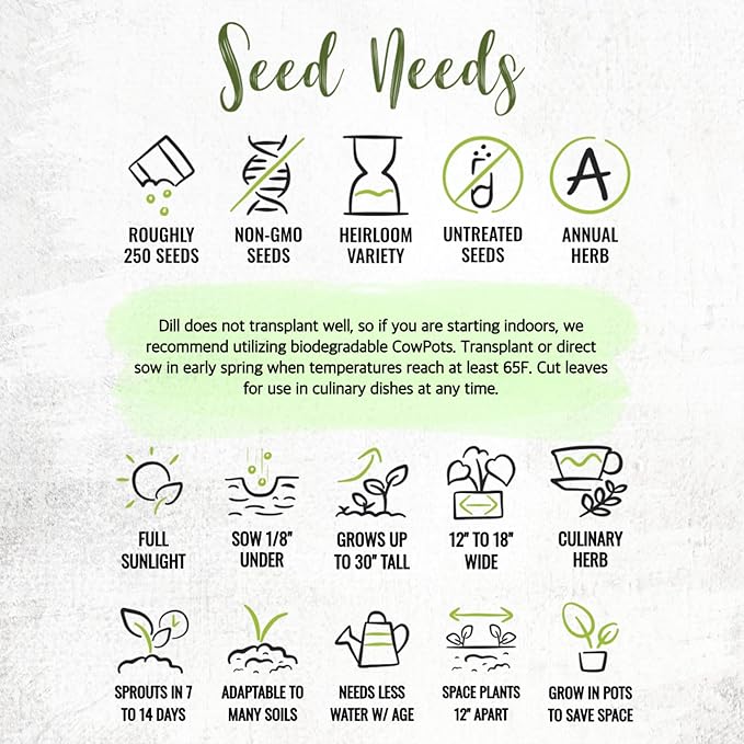 Seed Needs Dill Seeds for Planting Bouquet Herbs - Non-GMO Heirloom & Untreated Herb Seed to Plant a Home Grown Indoor/Outdoor Garden (2 Packs)