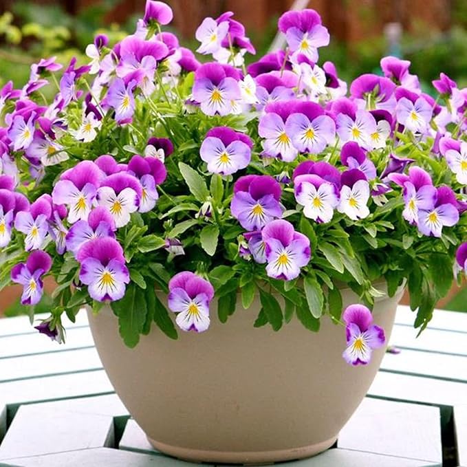 Pansy Seeds for Planting, 8000pcs Perennial Viola Tricolor Pansy Flower Seeds, Non-GMO Heirloom Home Garden Cold Hardy Rare Blooms Beauty Flowers Plants for Outdoors Indoors